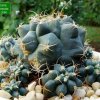 Matucana_ paucicostata _05